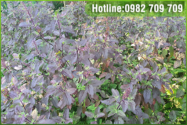 Cây giống hương nhu tía